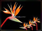 قراءة في ثلاث تجارب شعرية