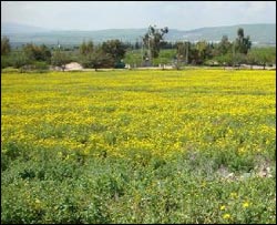 أقحوان بيتي ودوائر الزعفران